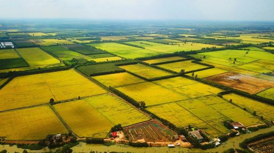 Hậu Giang, Tiền Giang chuyển mục đích sử dụng 86 ha đất lúa sang đất phi nông nghiệp