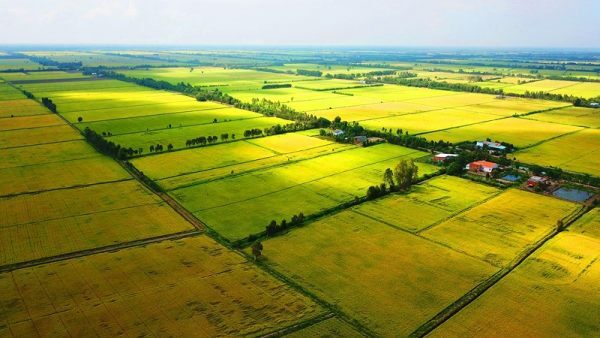 Thủ tục chuyển đổi đất trồng lúa sang đất trồng cây hàng năm