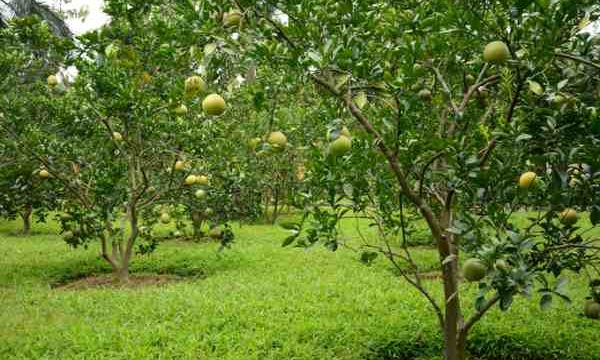 Chia tiền thế nào khi tôi bỏ công nhiều hơn ở lô đất mua chung?