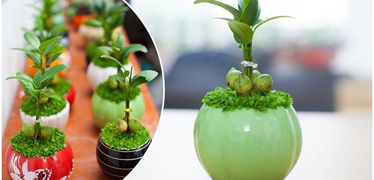 Những loại cây cảnh phong thủy hợp với người tuổi Sửu