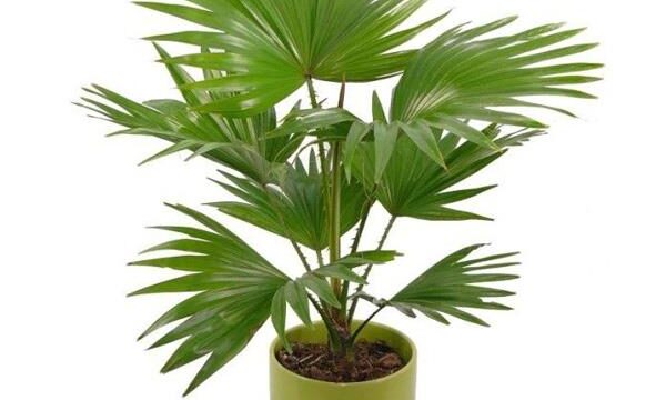 8 loại cây giúp người mệnh Kim chiêu tài, rước lộc