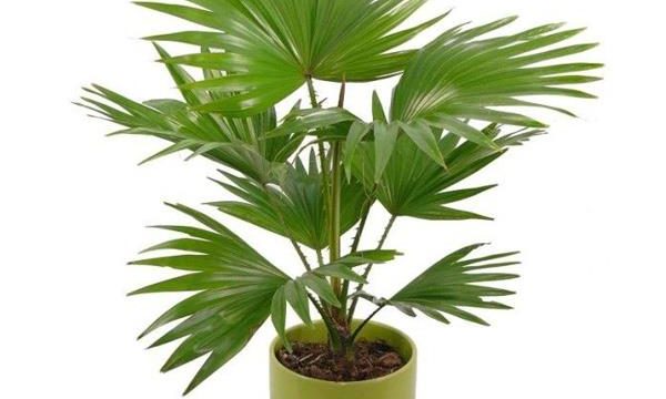 8 loại cây giúp người mệnh Kim chiêu tài, rước lộc
