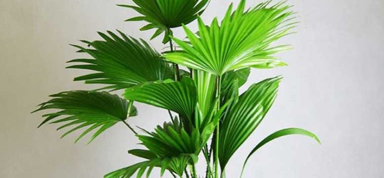 8 loại cây giúp người mệnh Kim chiêu tài, rước lộc