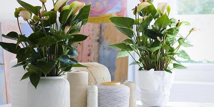 Những loại cây cảnh phong thủy hợp với người tuổi Dần