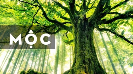 Mệnh Mộc Hợp Màu Gì? [Màu Sắc Tương Hợp May Mắn]