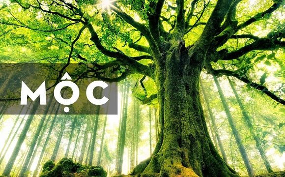 Mệnh Mộc Hợp Màu Gì? [Màu Sắc Tương Hợp May Mắn]