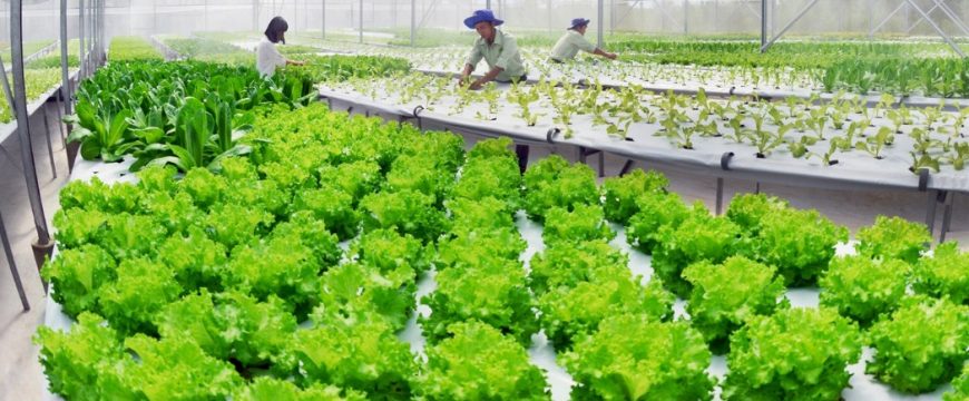 Đất vườn là gì? Khi nào được phép chuyển lên đất thổ cư?