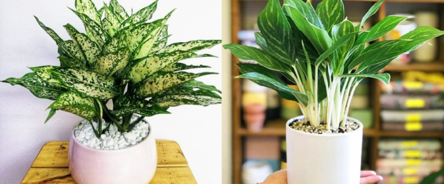 Tuổi Dậu hợp cây gì? Cách chọn cây phong thủy theo từng năm sinh