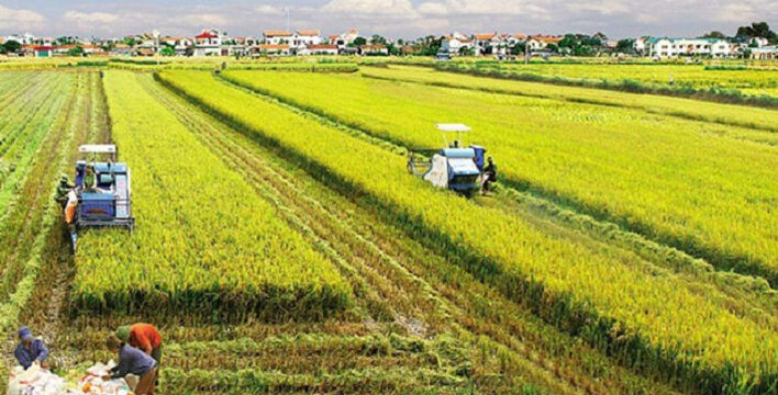 Luật 2023: Đất nông nghiệp có được tách thửa không?